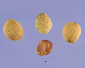   Fruits, seed:   Tilia cordata ; Photo by S. Hurst, USDA-NRCS Plants Database
